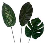 Stems & Leaves